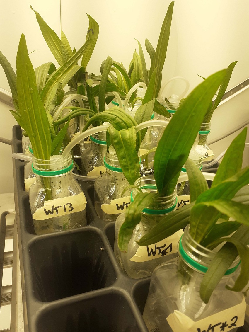 Plants in glass containers.