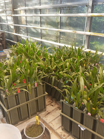 Testing plantain accessions with soil based approach.