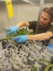 Set up for root exudates collection.